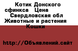Котик Донского сфинкса › Цена ­ 10 000 - Свердловская обл. Животные и растения » Кошки   